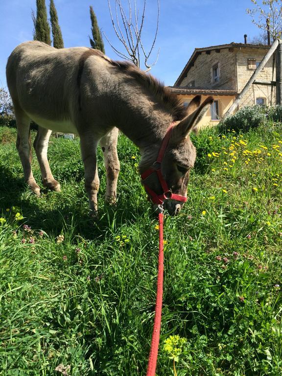 古比奥 Agriturismo L'Oca Blu酒店 外观 照片